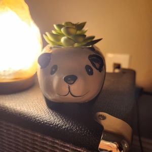 Cute Panda Succulent